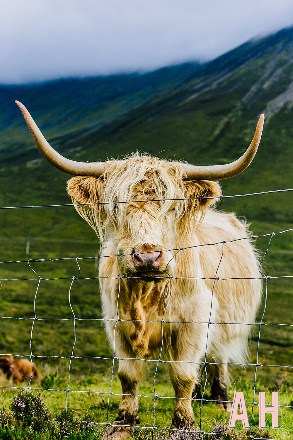 Highland Cow COLOUR